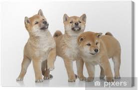 Shiba inu shib price in usd, eur, btc for today and historic market data. Leinwandbild Drei Shiba Inu Welpen Auf Weissem Hintergrund Pixers Wir Leben Um Zu Verandern