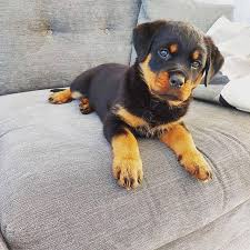 Grey kitchen ideas ukc beagles classifieds near. Akc Bullmastiff Puppies Available Akcioni Heroj Pages Directory