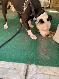 safety gate? no problem🤣 such a clever pup