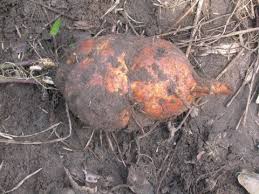 Image result for Merremia tuberosa