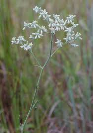 Image result for Erythrocephalum longifolium