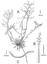 Image result for Oreophyton falcatum