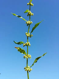 Image result for Secamone retusa