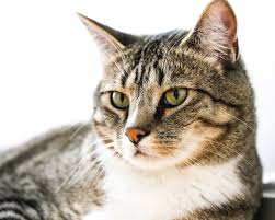 Image result for tbn:XlKqJDikDsTDFM::i132.photobucket.com/albums/q36/queen-elarab/cats/22.jpg