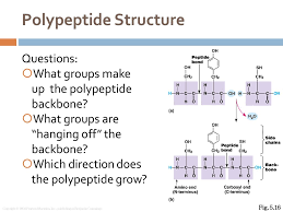 Polypeptide labs is a world leader in the manufacture of polypeptide, custom peptide synthesis, peptide synthesis and generic peptide : Protein Structure Amino Acids Polypeptide Levels Of Structure Ppt Download
