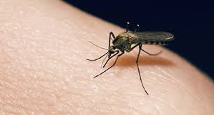Scratching a bite opens up the skin, making it more painful. 13 Home Remedies For Mosquito Bites Ways To Stop The Itch