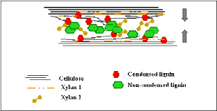 We did not find results for: The Wood Cell Wall At The Ultrastructural Scale Formation And Topochemical Organization