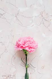 Blooming Pink Carnation Flower On A Marble Background Free Image By Rawpixel Com Karolina Kaboompics Carnation Flower Flower Aesthetic Pink Carnations