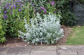 Pin Op Buddleja Various Types