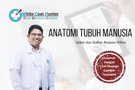 Kondisi yang memengaruhi tangan dan jari hingga muncul sensasi kesemutan, mati rasa atau nyeri ini biasanya berkembang perlahan dan di malam hari akan menjadi parah. Anatomi Tubuh Manusia Dasar Terminologi Anatomi Whitecoathunter