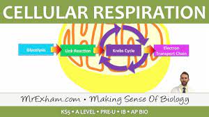 Cellular Respiration Introduction To Respiration Post 16 Biology A Level Pre U Ib Ap Bio Youtube