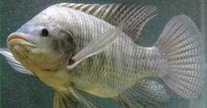 Sebelum membudidayakan ikan nila, alangkah baiknya apabila kita mengetahui beberapa hal yang harus kita persiapkan. Ikan Nila Oreochromis Niloticus Biota Dunia Perairan