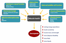 Sarcopenia is defined by a loss of muscle mass and strength, usually associated with ageing. Frontiers Biochemical Pathways Of Sarcopenia And Their Modulation By Physical Exercise A Narrative Review Medicine