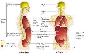 Visceral Definition Anatomy Anatomy Drawing Diagram