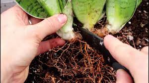 Separating snake plants is a great result of having more little plants, also a magical technic for the fast growth of your loving plant. How To Dividing Your Snake Plant Youtube