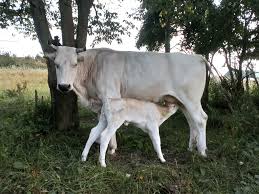 Situated in medicina, this farm stay is. De Chianina Zuchtbetrieb In St Goar Rlp Deutschland En Chianina Breeding Farm In St Goar Rlp Germany