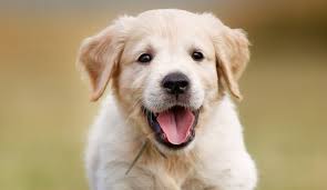 Mimpi digigit anjing menurut buku mimpi. Arti Mimpi Digigit Anjing Yang Dipercaya Oleh Banyak Orang Kumparan Com