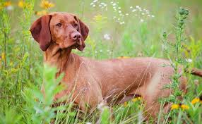 The vizsla is also called the hungarian vizsla, magyar vizsla or hungarian pointer. Vizsla Wallpapers Wallpaper Cave