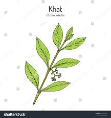 Image result for Catha edulis