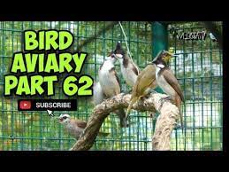 Bird Aviary Update Walking Inside Aviary In The Morning Part 62 Youtube Bird Aviary Aviary Bird