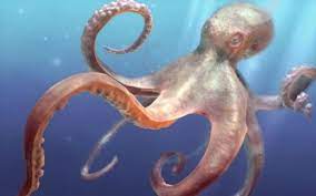 ahtapotlarin kac kalbi var