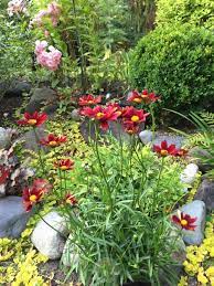 Pin On Plants Perrenials Seeding Annuals Zone 5 7