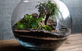 Terrarium Soil Layers And Their Functions With Pictures Smart Garden Guide In 2020 Soil Layers Garden Guide Soil
