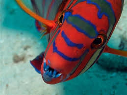 bbc earth bbcearth twitter 生き物 怖い