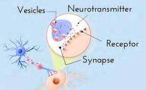 Oct 11, 2019 · neurotransmitters are chemical messengers in the body. Neurotransmitters Dana Foundation