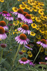 Browse pictures and read growth / cultivation information about echinacea, purple coneflower (echinacea purpurea) 'ruby star' supplied by member gardeners in the plantfiles database at dave's garde. Ruby Star Coneflower