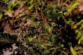 Image result for Indigofera lyallii
