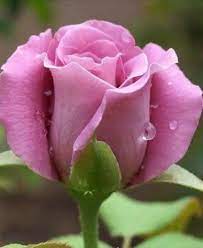 Top 10 Beautiful Flowers Rose Rose Flower Beautiful Roses Beautiful Rose Flowers Part 2 Video Beautifulroses Roses Pansies Flowers Pretty Flowers Rose Buds