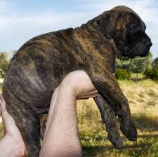 Use the search tool below and browse there are often many great bullmastiffs for adoption at local animal shelters or rescues. Pin By Joanne Myers On The Best Bull Mastiff English Mastiff Puppies Mastiff Puppies