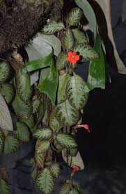 Image result for Episcia reptans