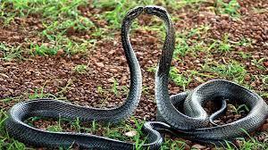 the best cobra snake ideas on pinterest king cobra scary funny looking animals king cobra animals