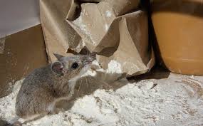 blog what's that rodent in my kitchen?
