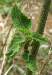 Image result for Hibiscus meyeri