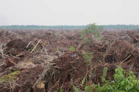 Namun memang karena negara indonesia ini beriklim tropis, maka lebih mudah menemukan tekstur tanahg gambuut ini. Konsul Jepang Bahas Lahan Gambut Riau Berita Website Resmi Pemerintah Provinsi Riau