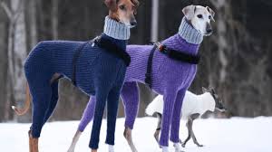 Watch Baby Huskies Get Howling Lessons From Their Mom Fancy Dog Dog Sweaters Grey Hound Dog