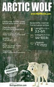 Arctic Wolf Infographic Animal Facts And Information Arctic Wolf Animal Infographic Wolf