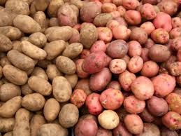 Yukon gold potatoes mature in 80 to 95 days after planting, so they can be considered an early crop. All About Potatoes From Russet To Yukon Gold Indian Country Today