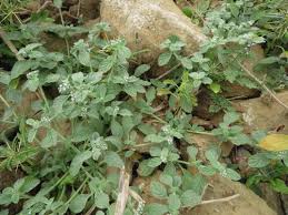 Image result for Heliotropium supinum