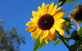 Warnanya kuning pucat seperti kebanyakan bunga matahari. 14 Jenis Jenis Bunga Matahari Ini Melambangkan Kesetiaan Bagi Info