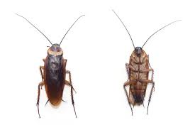 More than 5000 stop bugging me pest control at pleasant prices up to 13 usd fast and free worldwide shipping! Cockroach Pest Control Seattle Wa Cockroach Exterminator Stop Bugging Me