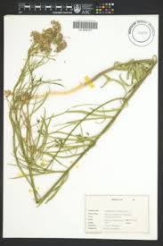 Image result for Asclepias grandirandii