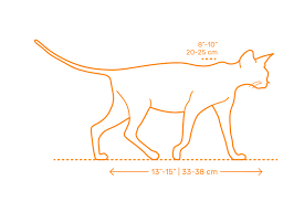 Obviously these are fictional dogs, but could use design idea. Domestic Cats Dimensions Drawings Dimensions Com