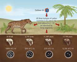 This is where anthropogenic factors come into play. What Do Scientists Learn About Fossils By Using Carbon 14 Socratic