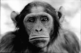 Melanie Chimp Born 1973 River Gambia Editorial Stock Photo