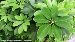 But we can fix many big problem with small touches in kitchen. Umbrella Plant Schefflera Caring For Dwarf Umbrella Tree
