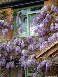 Pin On Wisterias